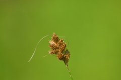 Carex alata