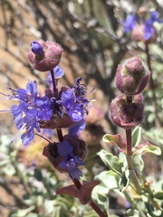 Salvia dorrii