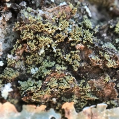 Rinodina chrysidiata