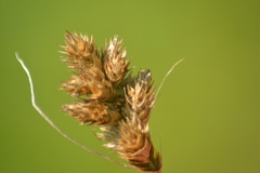 Carex alata