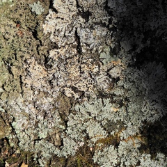 Rinodina chrysidiata