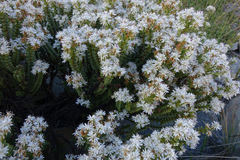 Veronica buchananii
