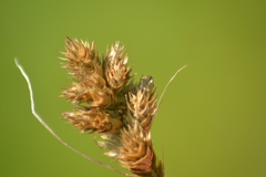 Carex alata