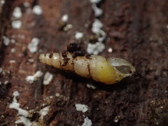 Opeas pyrgula