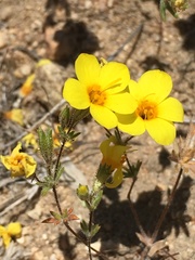 Leptosiphon chrysanthus