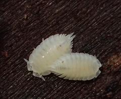 Platyarthrus hoffmannseggii