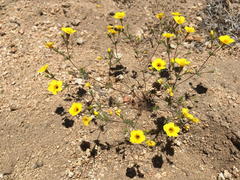 Leptosiphon chrysanthus