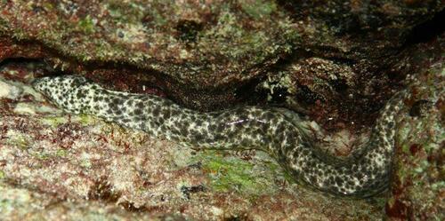 Marbled eel (Uropterygius marmoratus) — Muraenidae — 5
