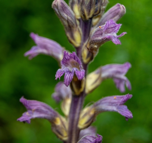 Orobanchaceae