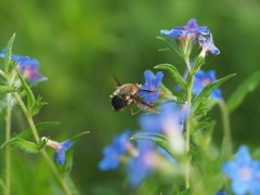 Bombylius discolor