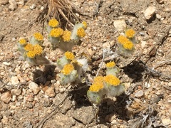 Eriophyllum pringlei