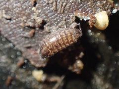 Chaetophiloscia sicula