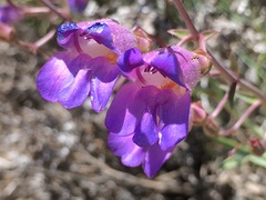 Penstemon incertus
