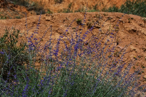 Image of Salvia abrotanoides by (c) Fedotova Elena, some rights reserved (CC BY)