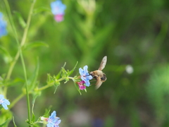 Bombylius discolor