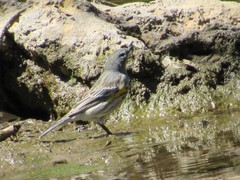 Setophaga coronata coronata × auduboni