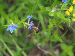 Bombylius discolor