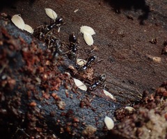 Platyarthrus hoffmannseggii