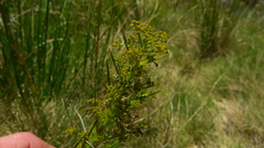 Aciphylla crenulata