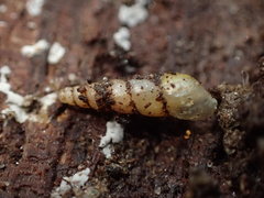 Opeas pyrgula