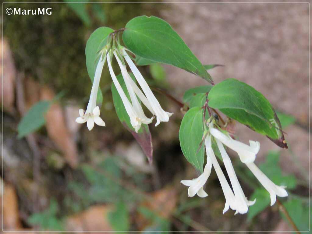 Bouvardia hernan-maganae