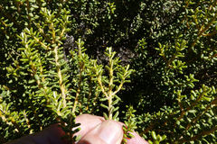 Olearia cymbifolia