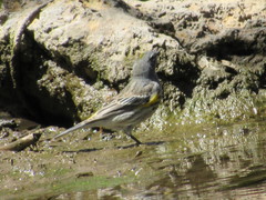 Setophaga coronata coronata × auduboni