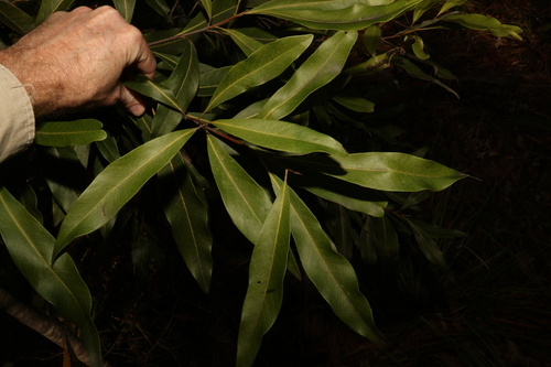 Buckinghamia celsissima