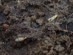 Opeas pyrgula