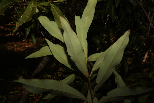 Buckinghamia celsissima
