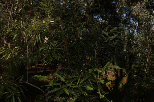Buckinghamia celsissima