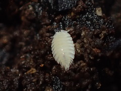 Platyarthrus hoffmannseggii