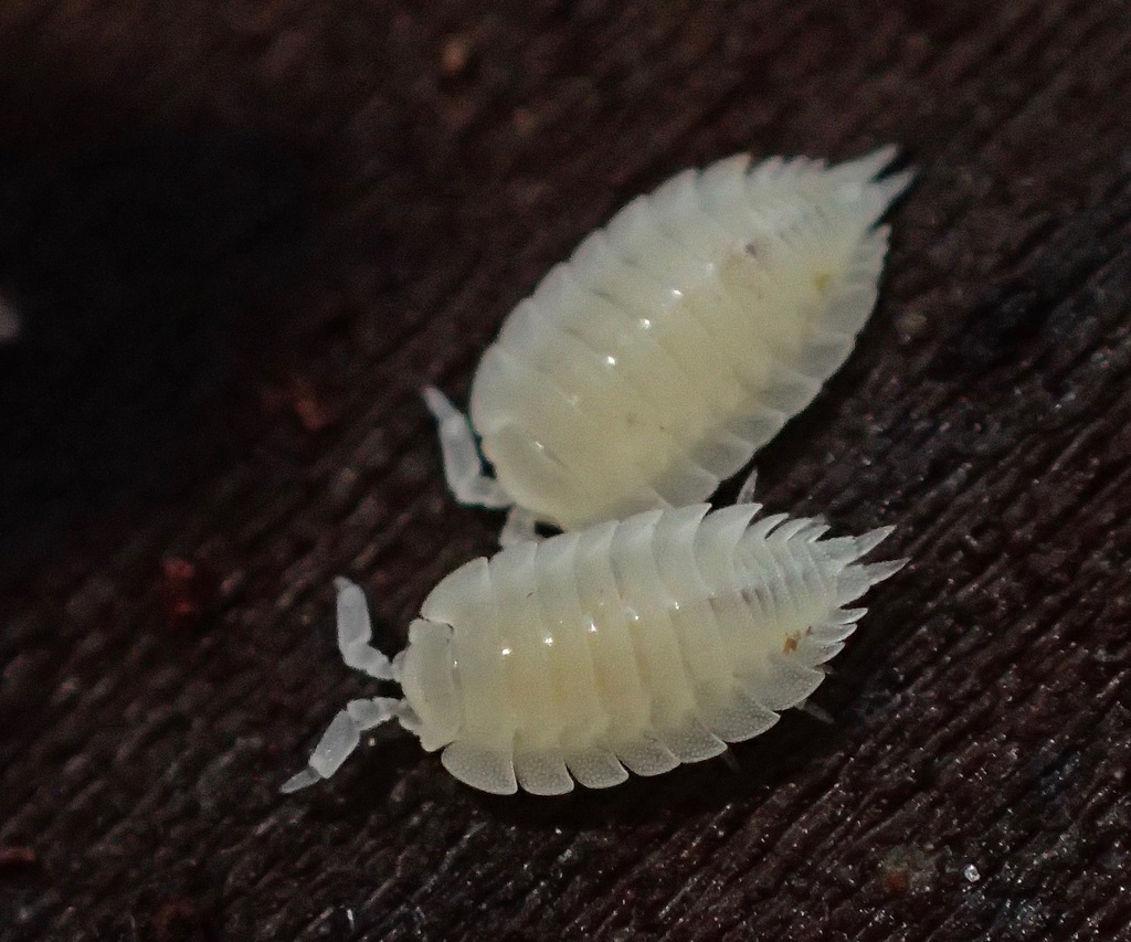 Platyarthrid Woodlice