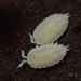 Platyarthrid Woodlice - Photo (c) Alex Bairstow, some rights reserved (CC BY-NC), uploaded by Alex Bairstow