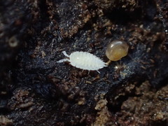 Platyarthrus hoffmannseggii