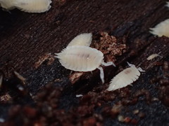 Platyarthrus hoffmannseggii