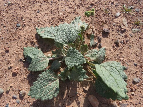 Image of Psathyrotopsis scaposa by (c) Annika Lindqvist, some rights reserved (CC BY)