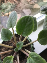 Streptocarpus ionanthus