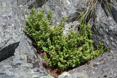 Polystichum cystostegium