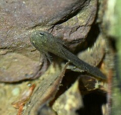 Cryptic Uiryeong Salamander photo 2