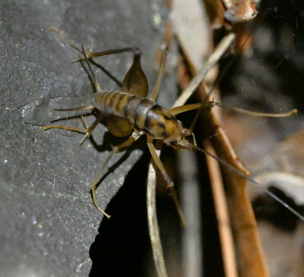Greenhouse Camel Cricket from Uiryeong, Gyeongsangnam-do, South Korea ...