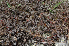Acaena saccaticupula