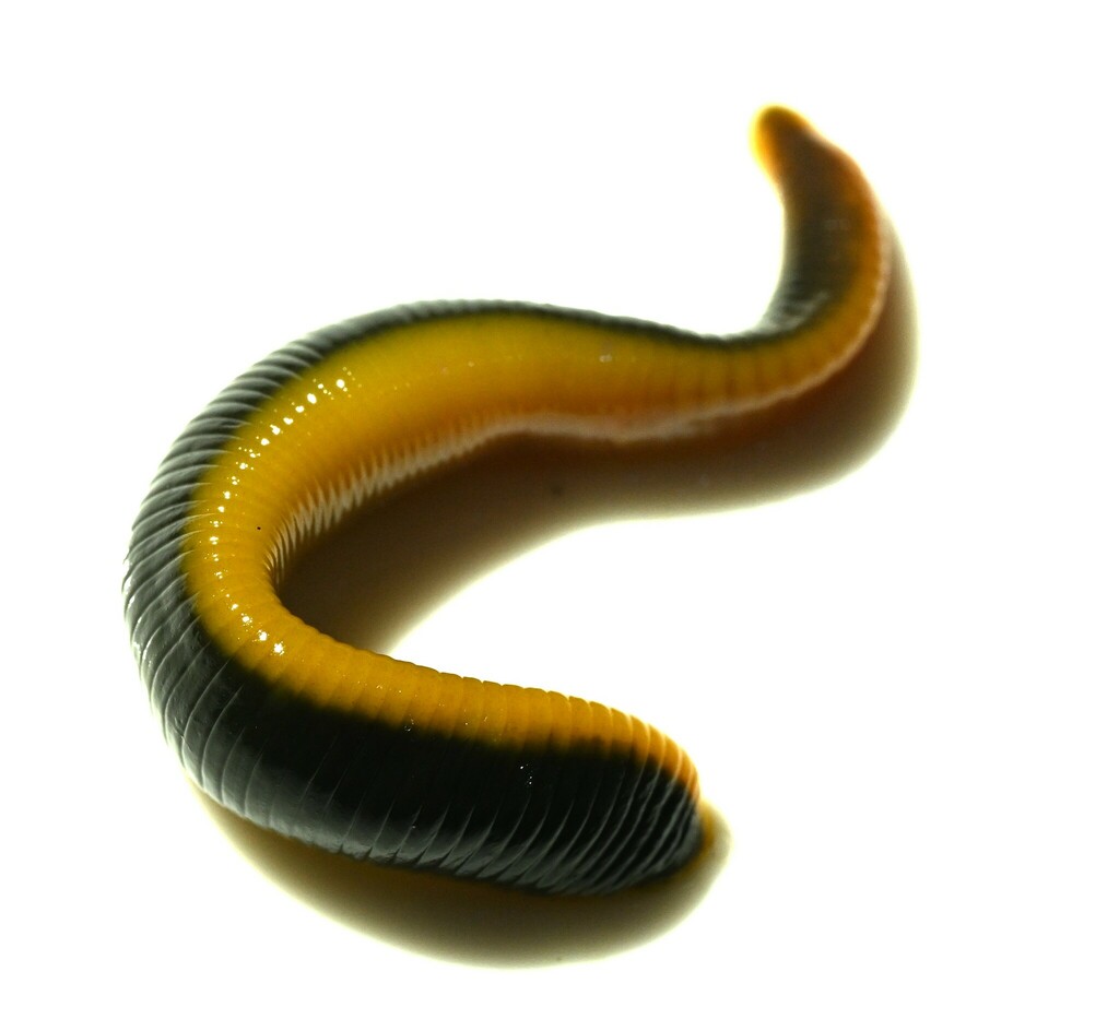 Orobdella tsushimensis