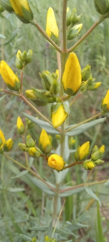 Hypericum elegans (Hypericum elegans)
