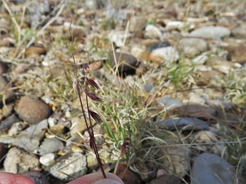 Image of Bouteloua erecta by (c) Annika Lindqvist, some rights reserved (CC BY)