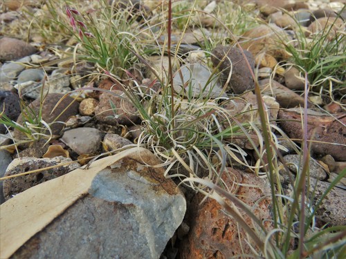 Image of Bouteloua erecta by (c) Annika Lindqvist, some rights reserved (CC BY)