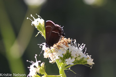 Callophrys spinetorum