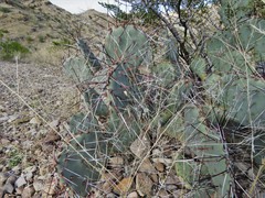 Opuntia azurea