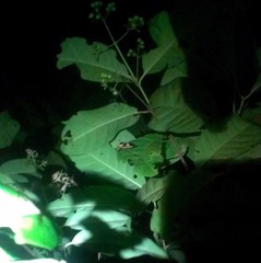 Catacanthus