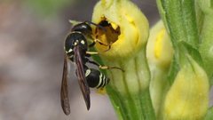 Ancistrocerus catskill